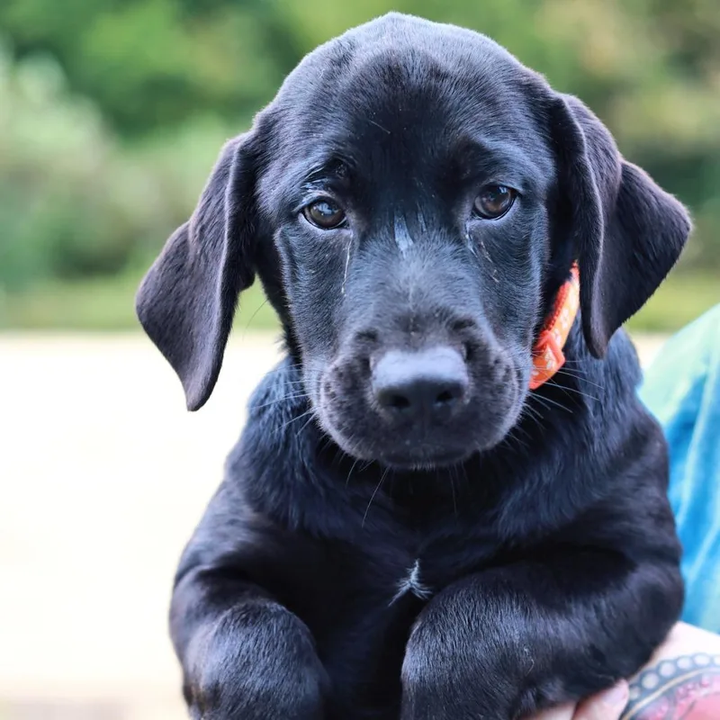 A baby large-sized female Black Labrador Retriever dog named CT Mercy for adoption in Eastford, CT