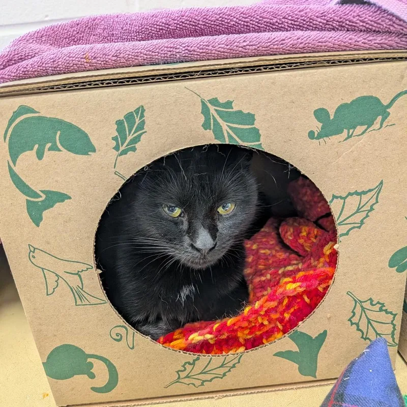 An adult medium-sized female Domestic Short Hair cat named Phlox for adoption in Fairport, NY