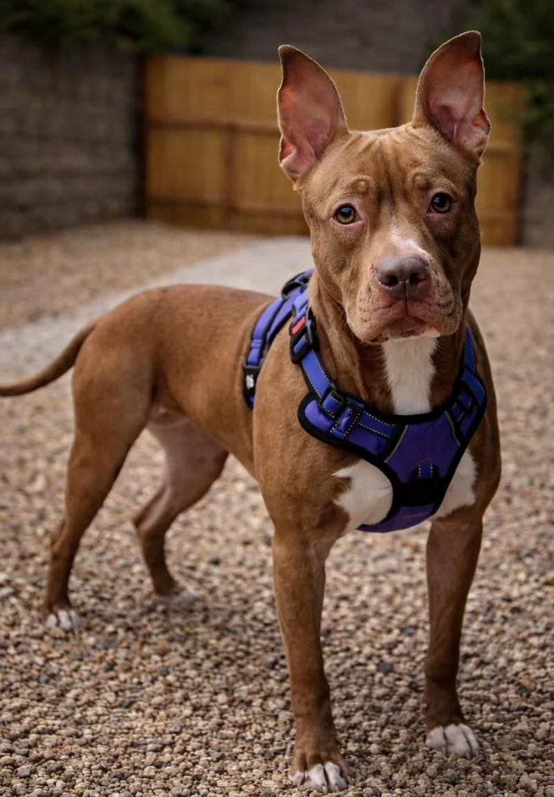 An adult medium-sized female Red / Chestnut / Orange American Staffordshire Terrier dog named Ruby for adoption in Brookeville, MD