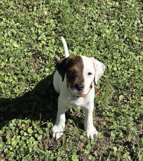 A baby small-sized male White / Cream Jack Russell Terrier dog named Dent for adoption in Yorktown, VA