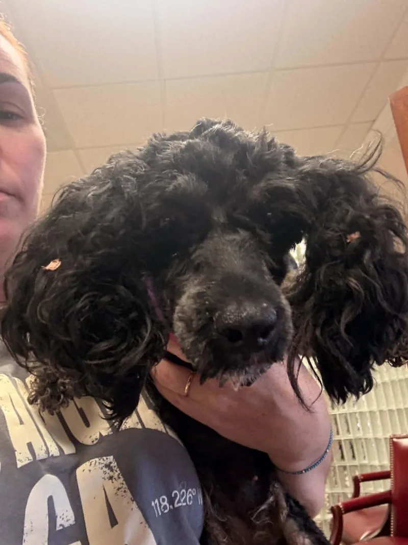 Willow thumbnail 3
