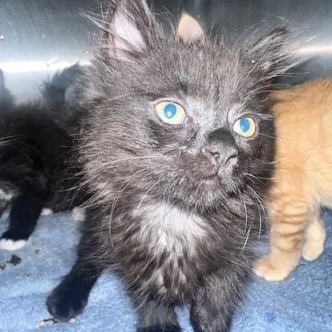 A baby small-sized female Black Domestic Long Hair cat named Raven for adoption in Dayton, OH
