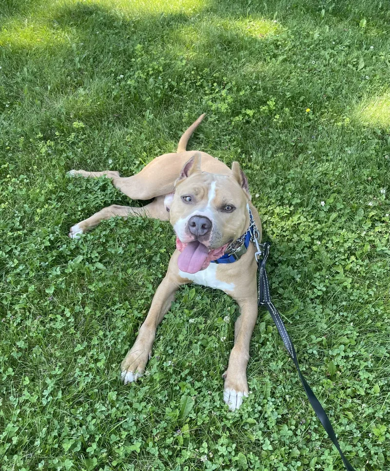 A young large-sized male Yellow / Tan / Blond / Fawn Pit Bull Terrier dog named Cruz for adoption in Vernon Hills, IL