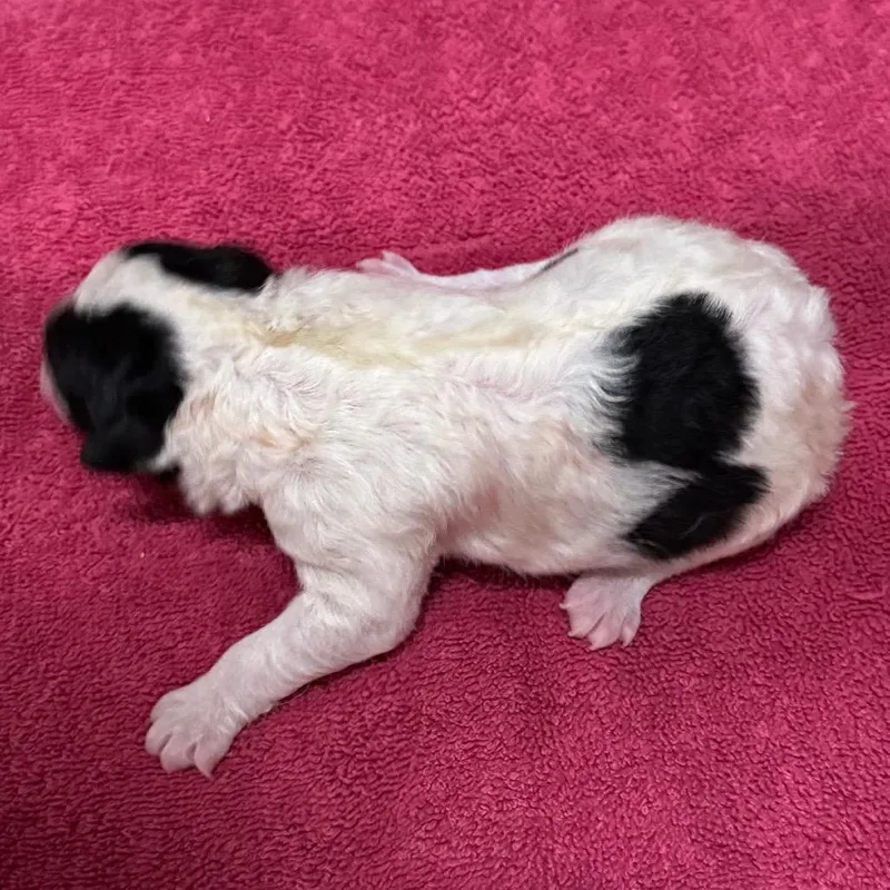 A baby small-sized female Australian Cattle Dog / Blue Heeler dog named Mabel for adoption in Parker, CO