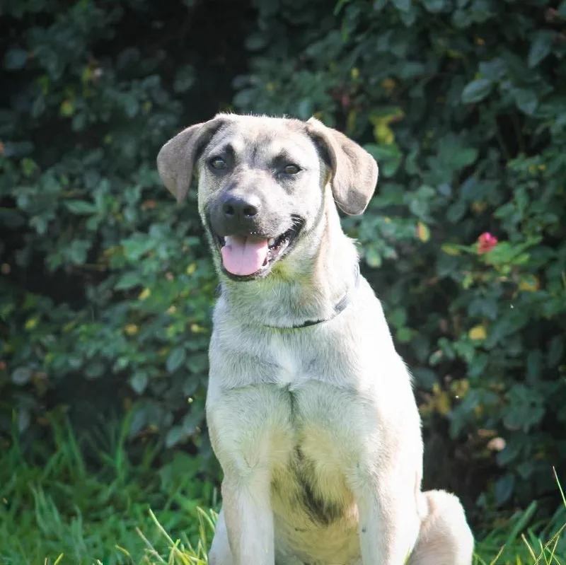 A baby medium-sized female Mixed Breed dog named Snickers for adoption in Groveland, MA
