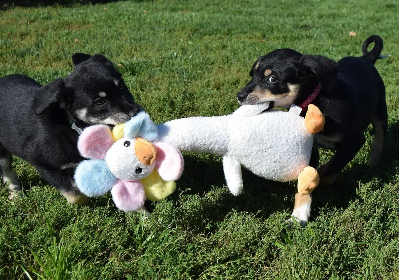 A baby medium-sized female Bicolor Mixed Breed dog named Maureen for adoption in Tomah, WI