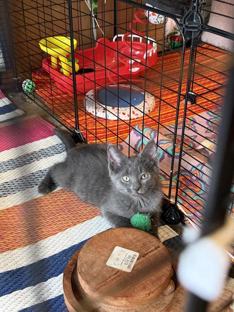 A baby small-sized male Gray / Blue / Silver Domestic Short Hair cat named Comet for adoption in Plymouth, MI