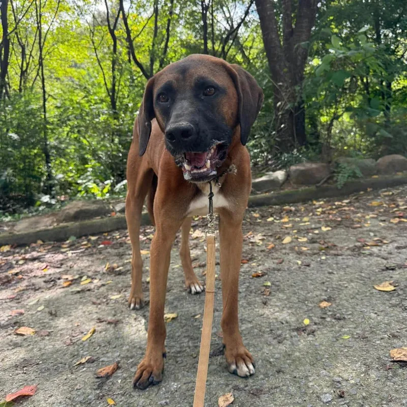 An adult large-sized male Mastiff dog named Hongcha for adoption in Northbrook, IL