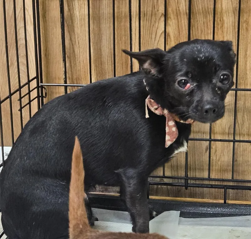 A senior small-sized female Chihuahua dog named Pebbles for adoption in Vineland, NJ