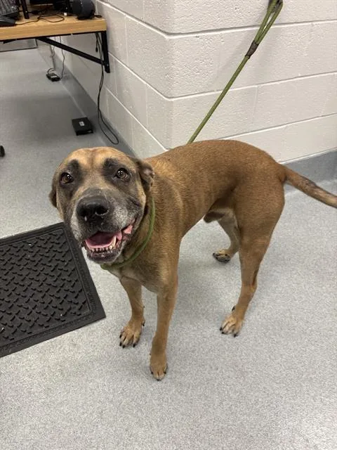A young medium-sized male Pit Bull Terrier dog named Douglas for adoption in Indianapolis, IN