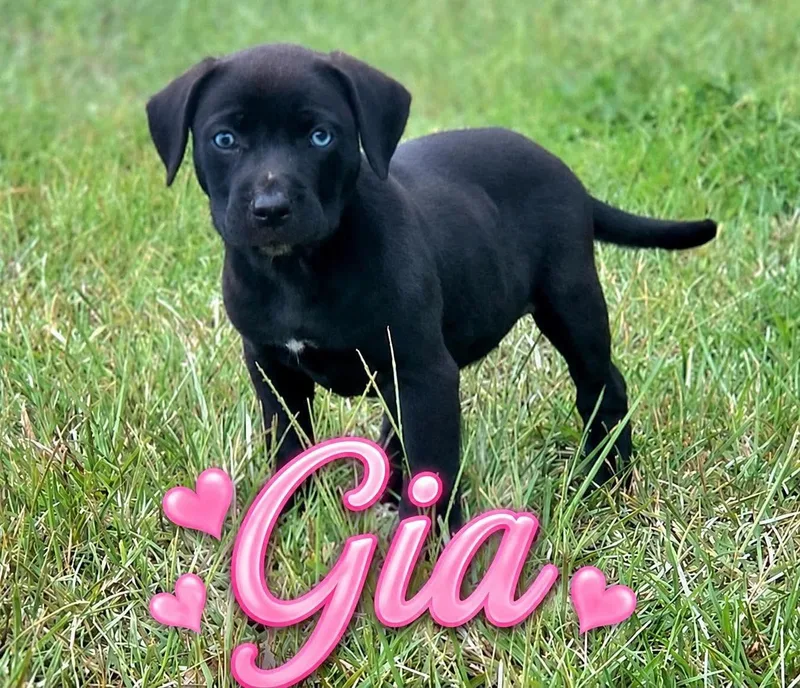 Gia