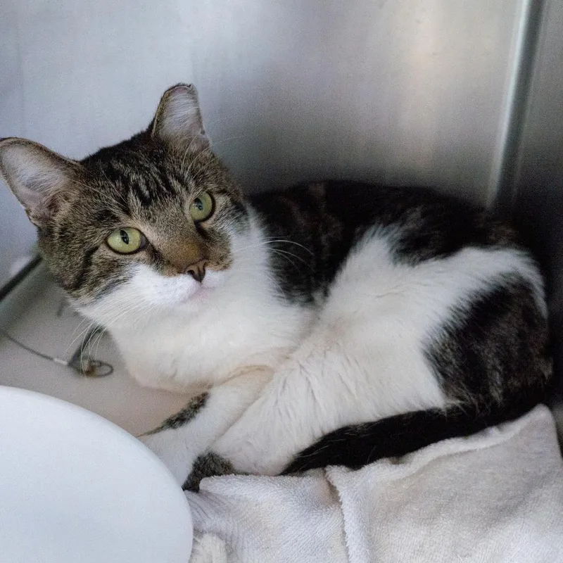 A senior large-sized male White Domestic Short Hair cat named Roger for adoption in Birdsboro, PA