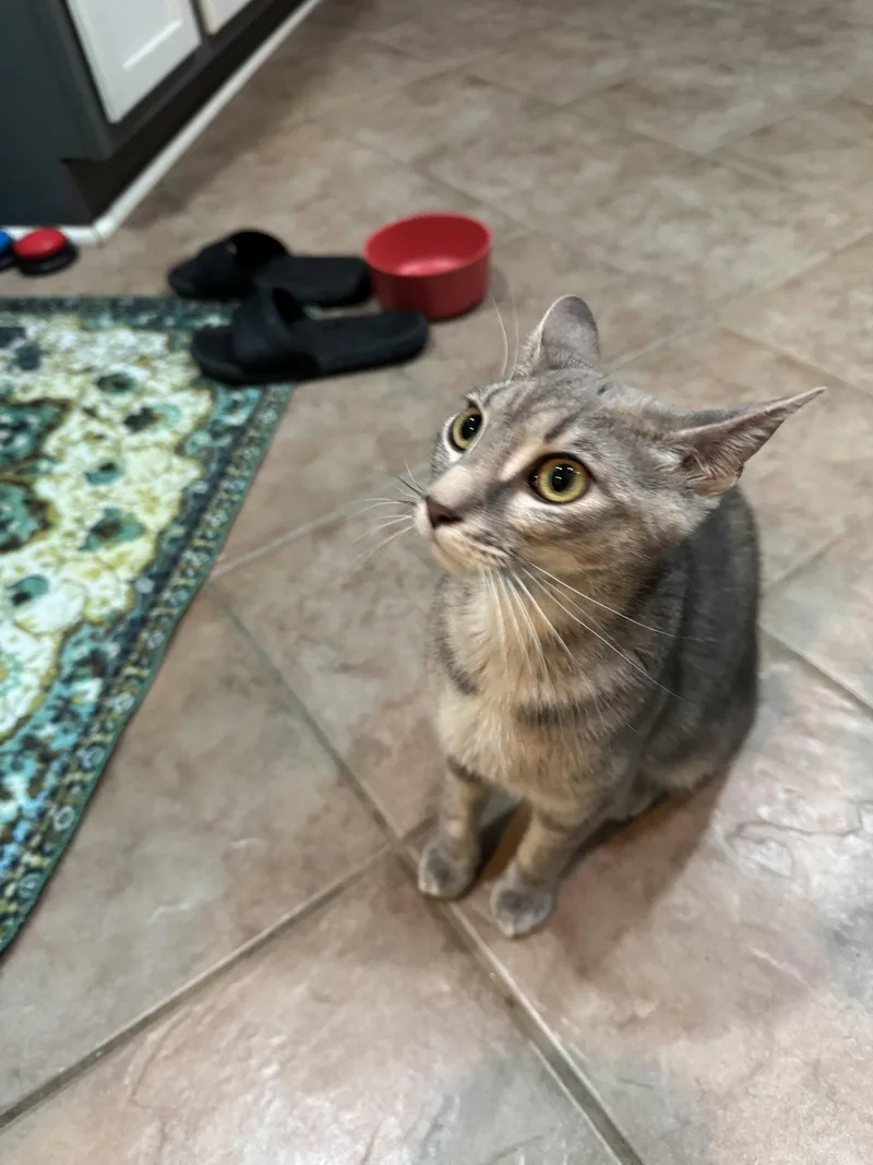 A young small-sized female Gray / Blue / Silver Domestic Short Hair cat named Valerie for adoption in Philadelphia, PA