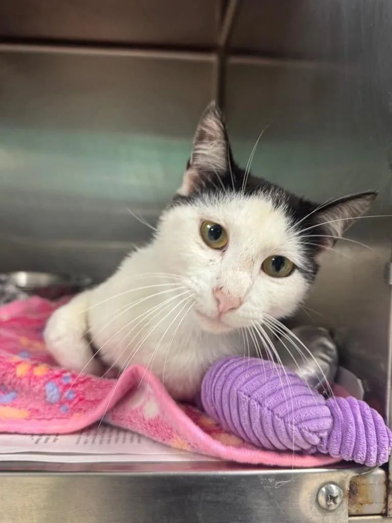 A young small-sized male Domestic Short Hair cat named Crockpot for adoption in Belton, TX