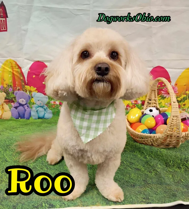 Roo thumbnail 2