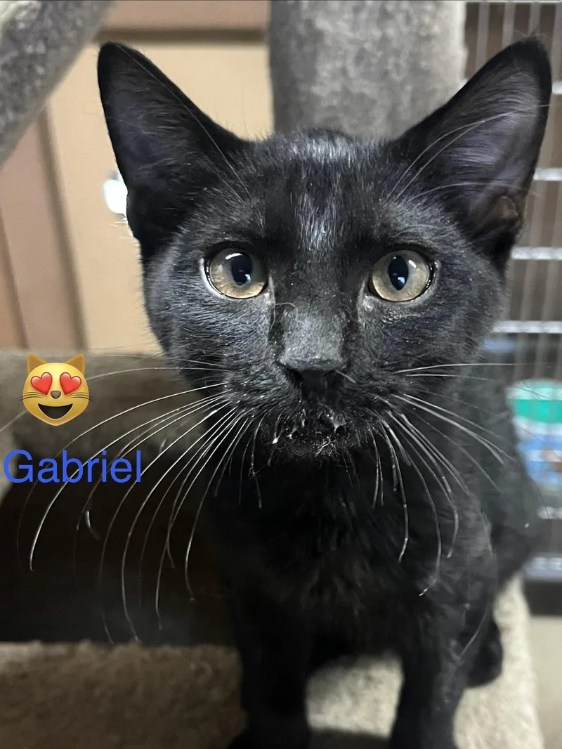 A young medium-sized male Domestic Short Hair cat named Gabriel for adoption in Phoenix, AZ