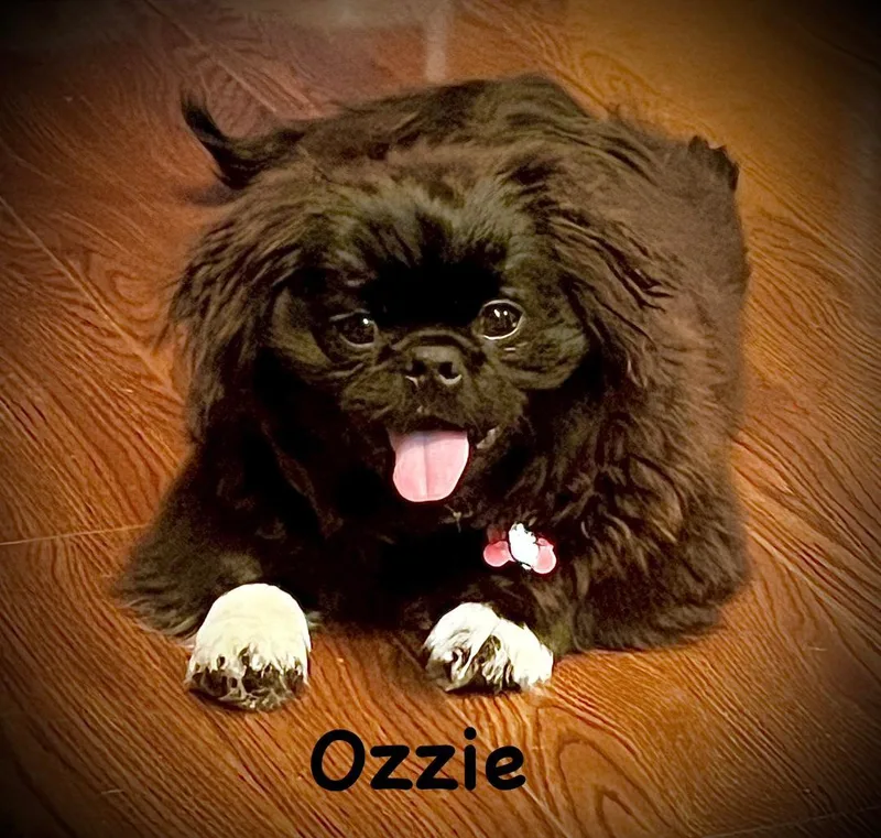 A baby small-sized male Black Pekingese dog named Ozzie for adoption in Carrollton, TX