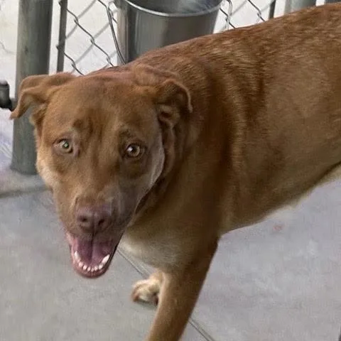 A young medium-sized female Labrador Retriever dog named Zoe for adoption in Green Valley, AZ