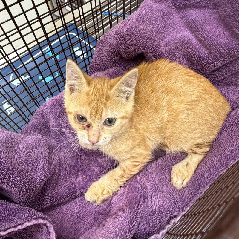 A baby small-sized female Domestic Short Hair cat named Rickie for adoption in Galveston, TX