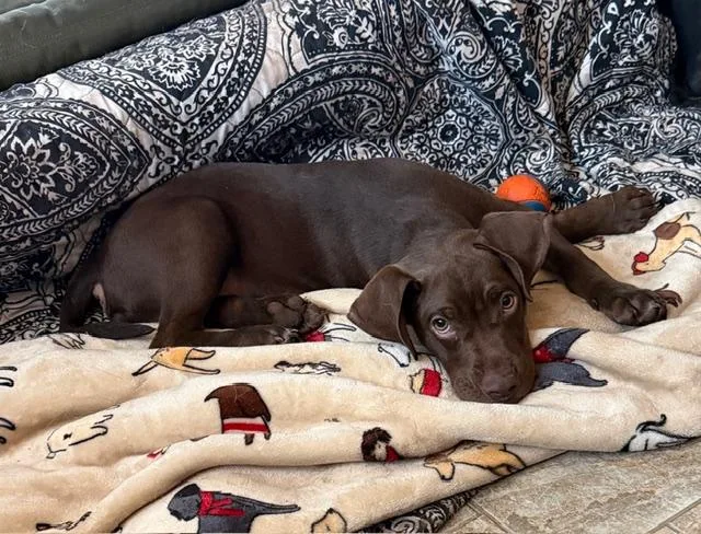 A young medium-sized male Chocolate Labrador Retriever dog named Wyatt for adoption in Lafayette Hill, PA
