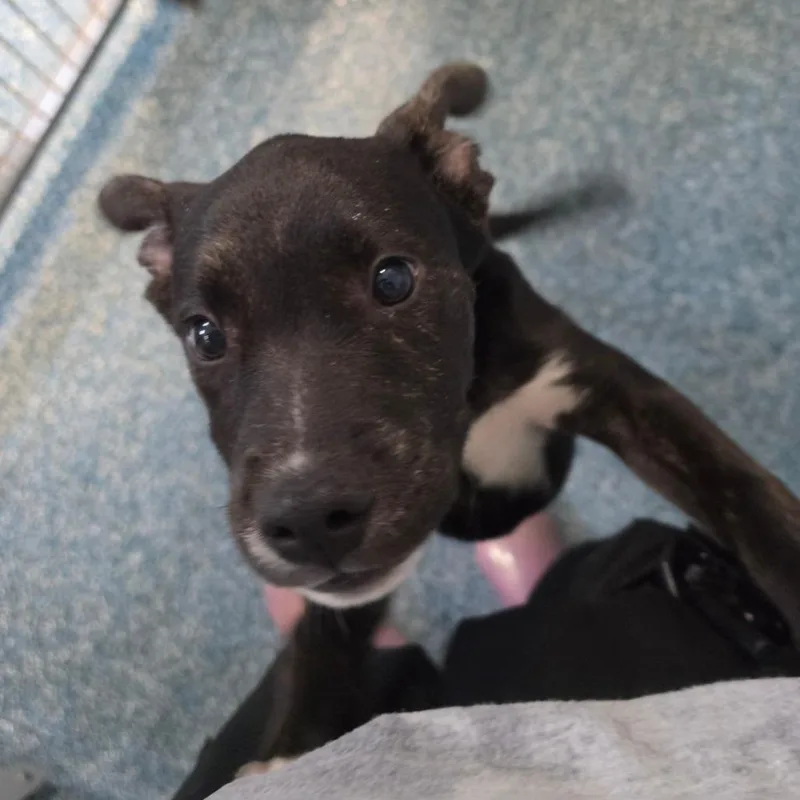 A baby small-sized male Black Mixed Breed dog named Washington for adoption in Greensboro, NC