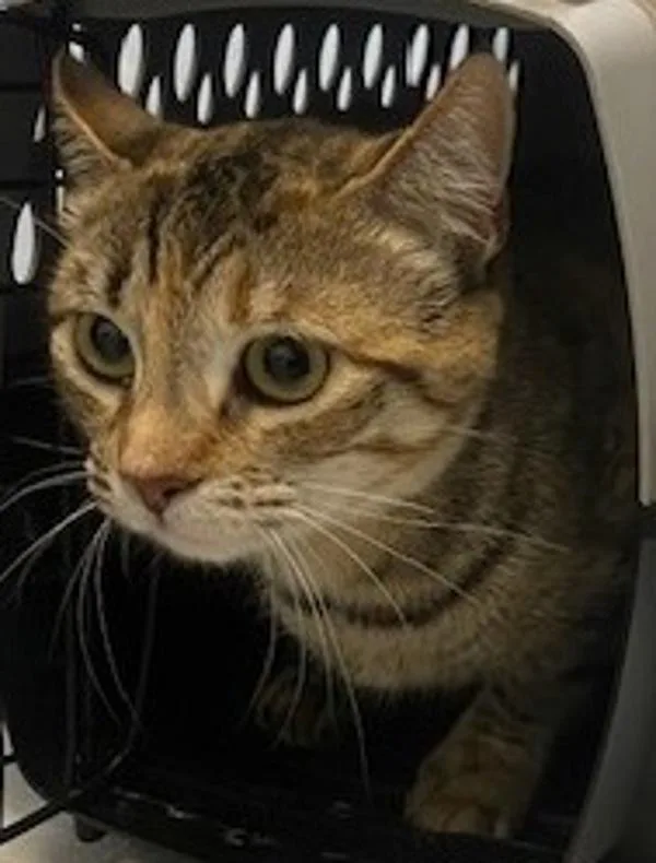 An adult small-sized female Domestic Short Hair cat named Dani for adoption in San Diego, CA