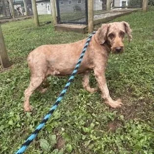 An adult medium-sized female Goldendoodle dog named Lori for adoption in Phoenixville, PA