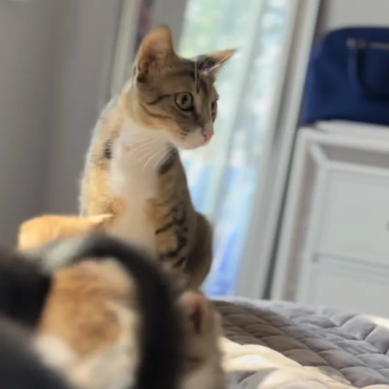 Mary Jane thumbnail 4