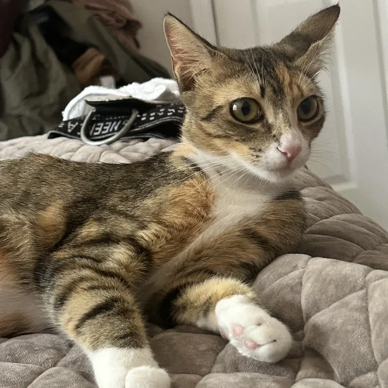 Mary Jane thumbnail 6