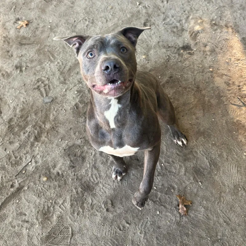 A young medium-sized male Mixed Breed dog named Bunks for adoption in Brookhaven, NY