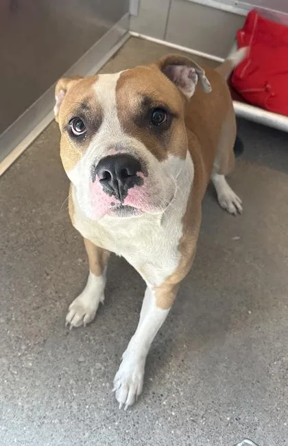 A young medium-sized male Brown / Chocolate Pit Bull Terrier dog named Gismo for adoption in Cleveland, OH