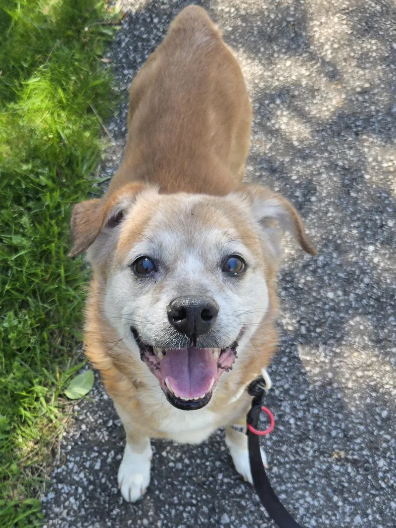 A senior small-sized male Yellow / Tan / Blond / Fawn Terrier dog named Snickers for adoption in Concord, OH