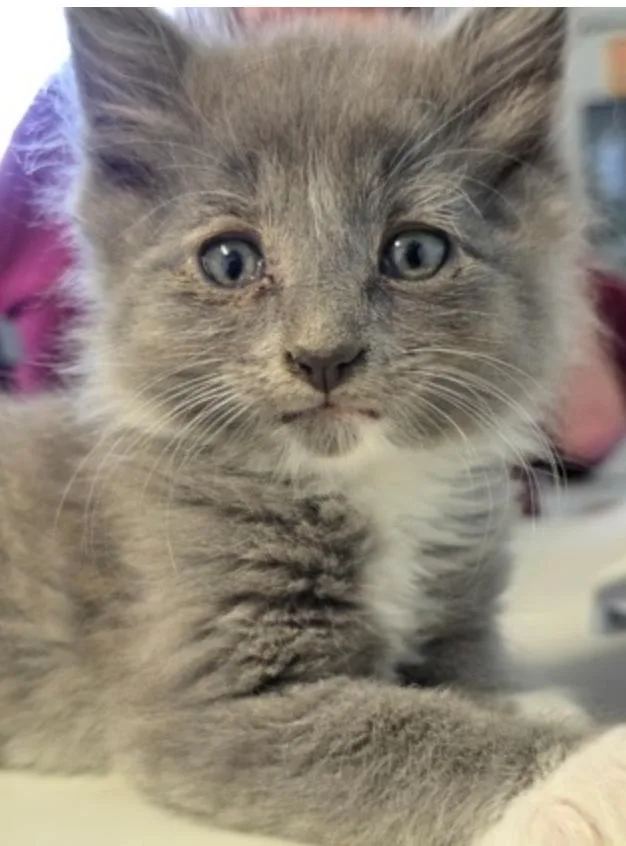 A baby small-sized male Gray / Blue / Silver Domestic Long Hair cat named Michael for adoption in Marshall, NC