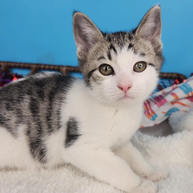A young large-sized male Black Domestic Short Hair cat named Toe Jam for adoption in Fort Wayne, IN
