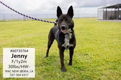An adult medium-sized female Bicolor Mixed Breed dog named Jenny for adoption in New Iberia, LA