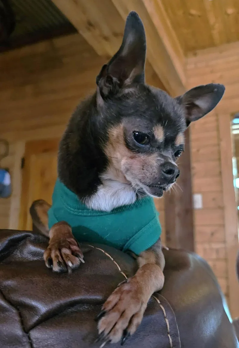 A senior small-sized female Chihuahua dog named Gina Tx for adoption in Boonton, NJ