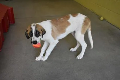 A young large-sized male Anatolian Shepherd dog named Tractor for adoption in Kansas City, MO