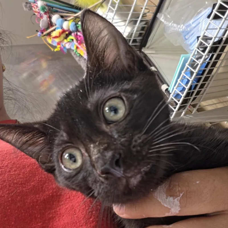 A baby small-sized male Black Domestic Short Hair cat named Astronaut for adoption in Leander, TX