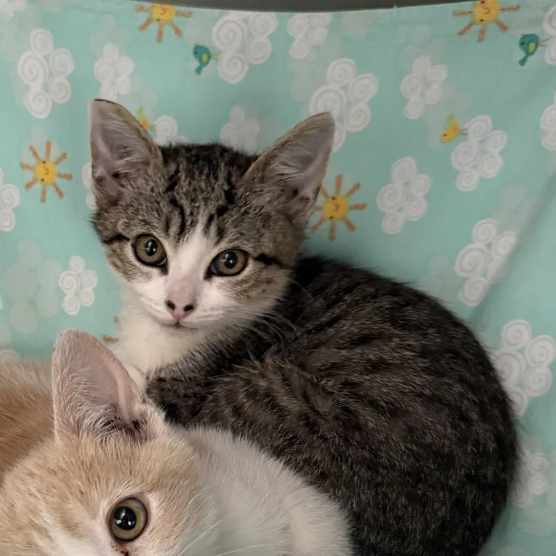 A baby small-sized male Domestic Short Hair cat named Masa for adoption in Oakland, CA