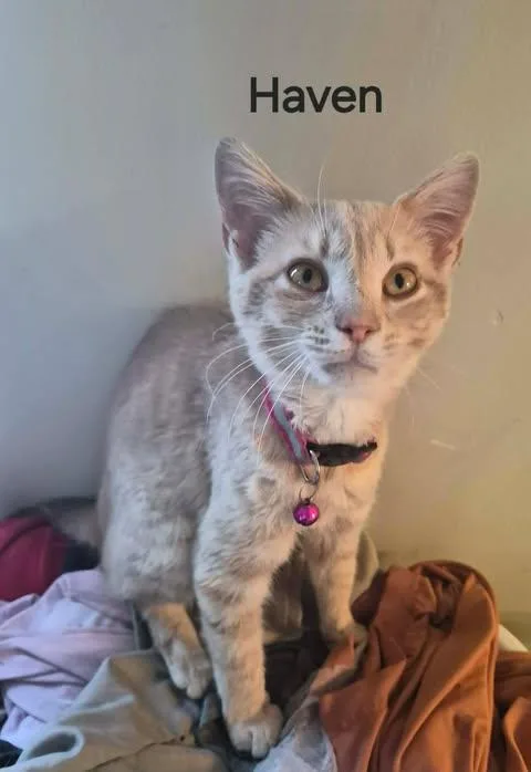 A baby small-sized female Domestic Short Hair cat named Haven for adoption in Clymer, PA