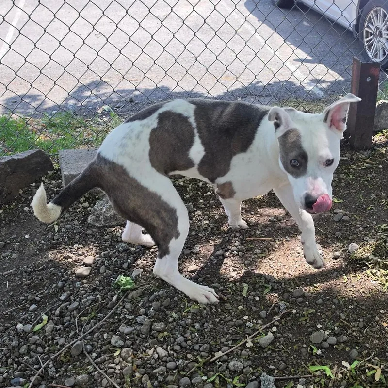 A young medium-sized female White / Cream Pit Bull Terrier dog named Penelope for adoption in Spokane, WA