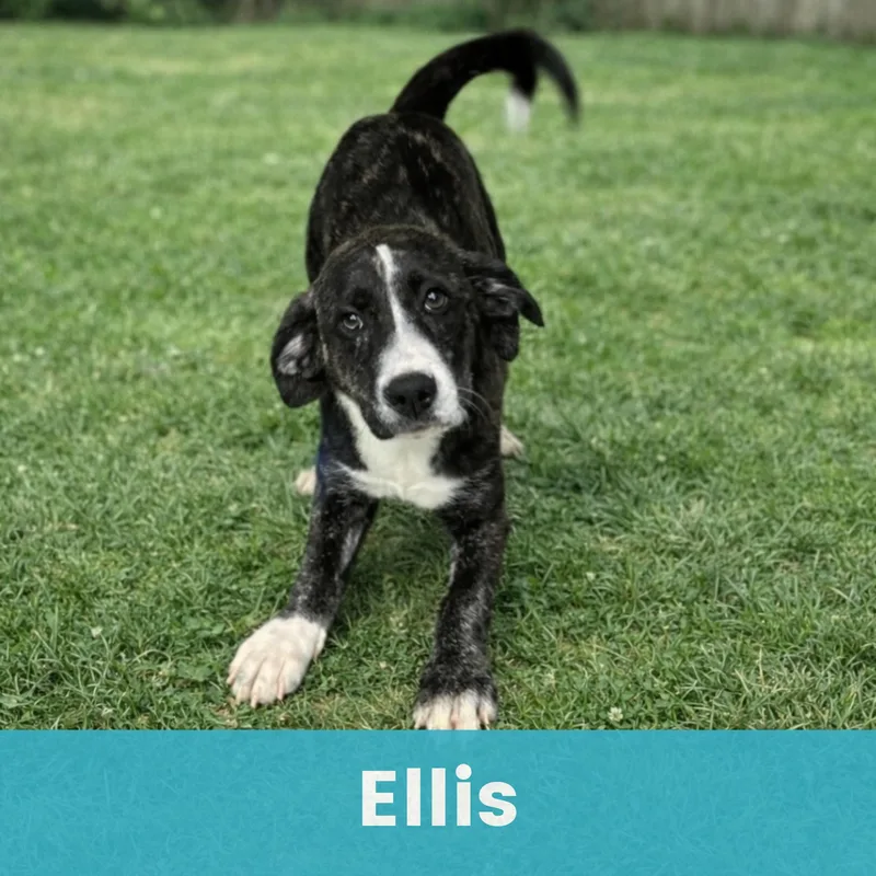 Ellis