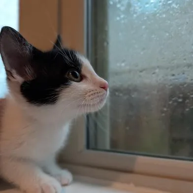 A baby small-sized male Black Turkish Van cat named Jose for adoption in Liverpool, TX