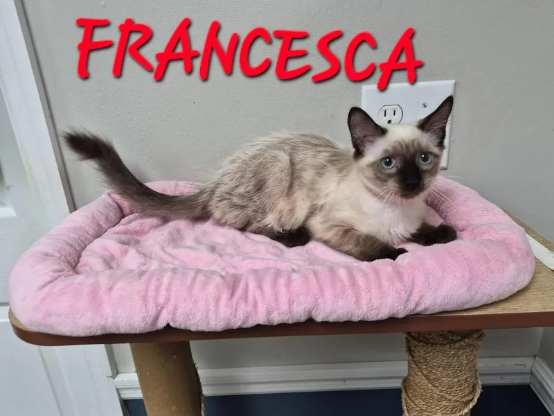 A baby medium-sized female Domestic Short Hair cat named Francesca for adoption in Rome, GA
