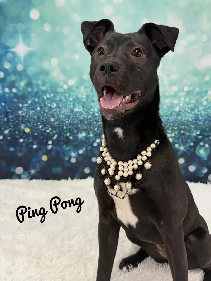 An adult large-sized female Black Mixed Breed dog named Ping Pong for adoption in Flint, MI