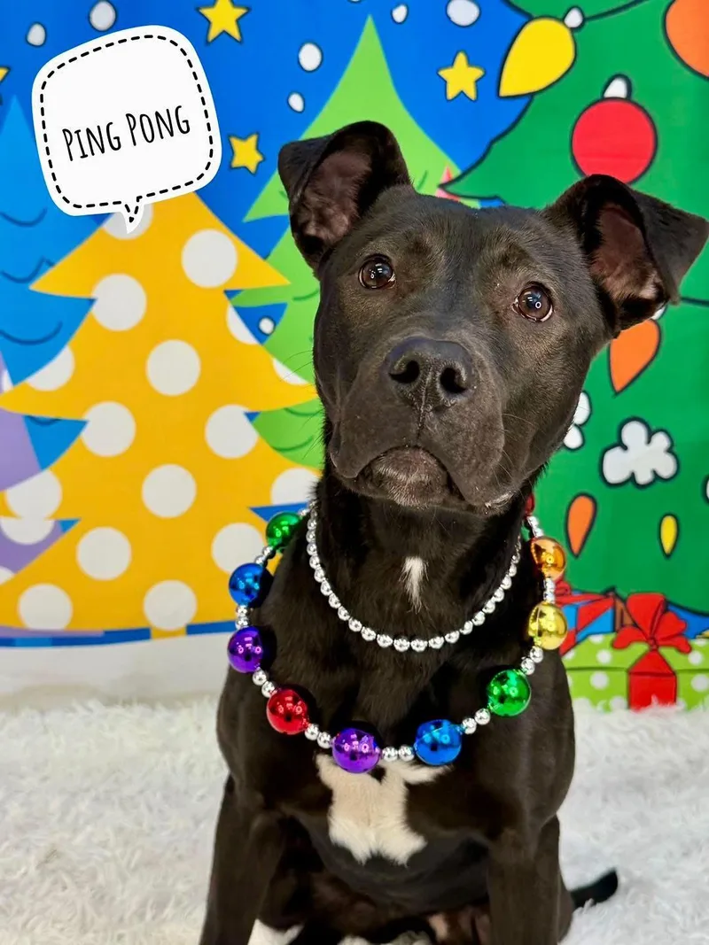 Ping Pong thumbnail 2