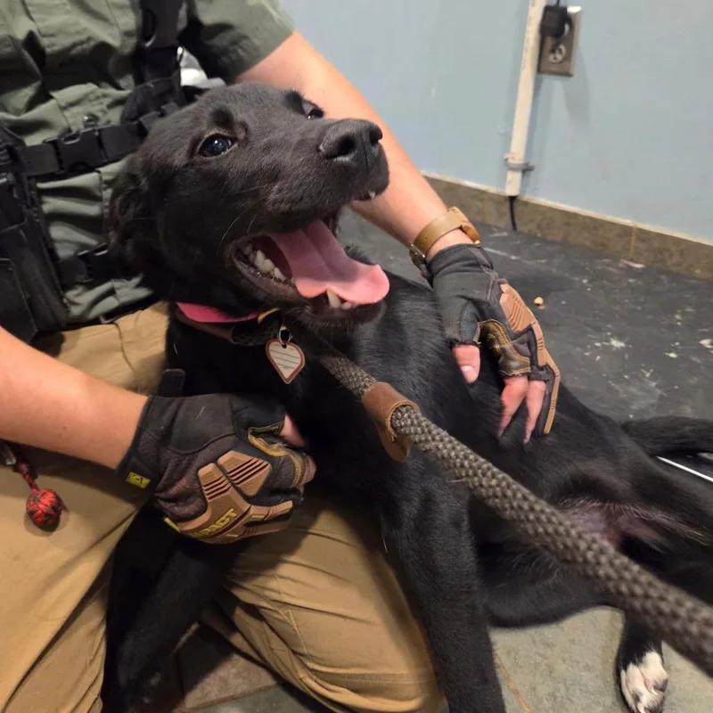 A young medium-sized female Black Mixed Breed dog named Dotty for adoption in Chattanooga, TN