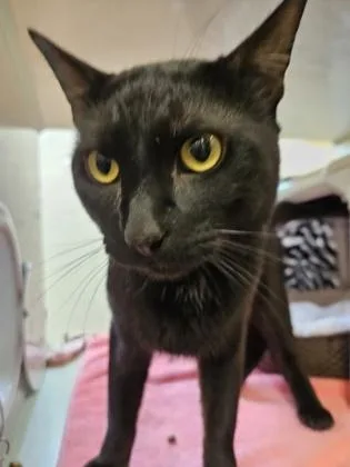 An adult small-sized male Domestic Short Hair cat named Yuzu for adoption in Scotia, NY