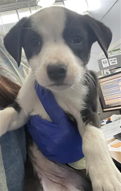 A baby small-sized female Mixed Breed dog named Onion for adoption in Dallas, TX