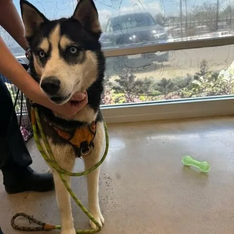An adult medium-sized female White / Cream Siberian Husky dog named Maia for adoption in Rocky Mount, VA